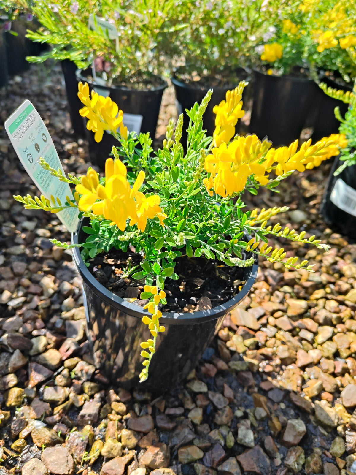 PL0016 Dwarf Yellow Broom, Cytisus racemosus Nana  矮生黄 broom（Dwarf Yellow Broom，矮生黄花金雀花）Pot Sizes: 14 cm, 20 cm