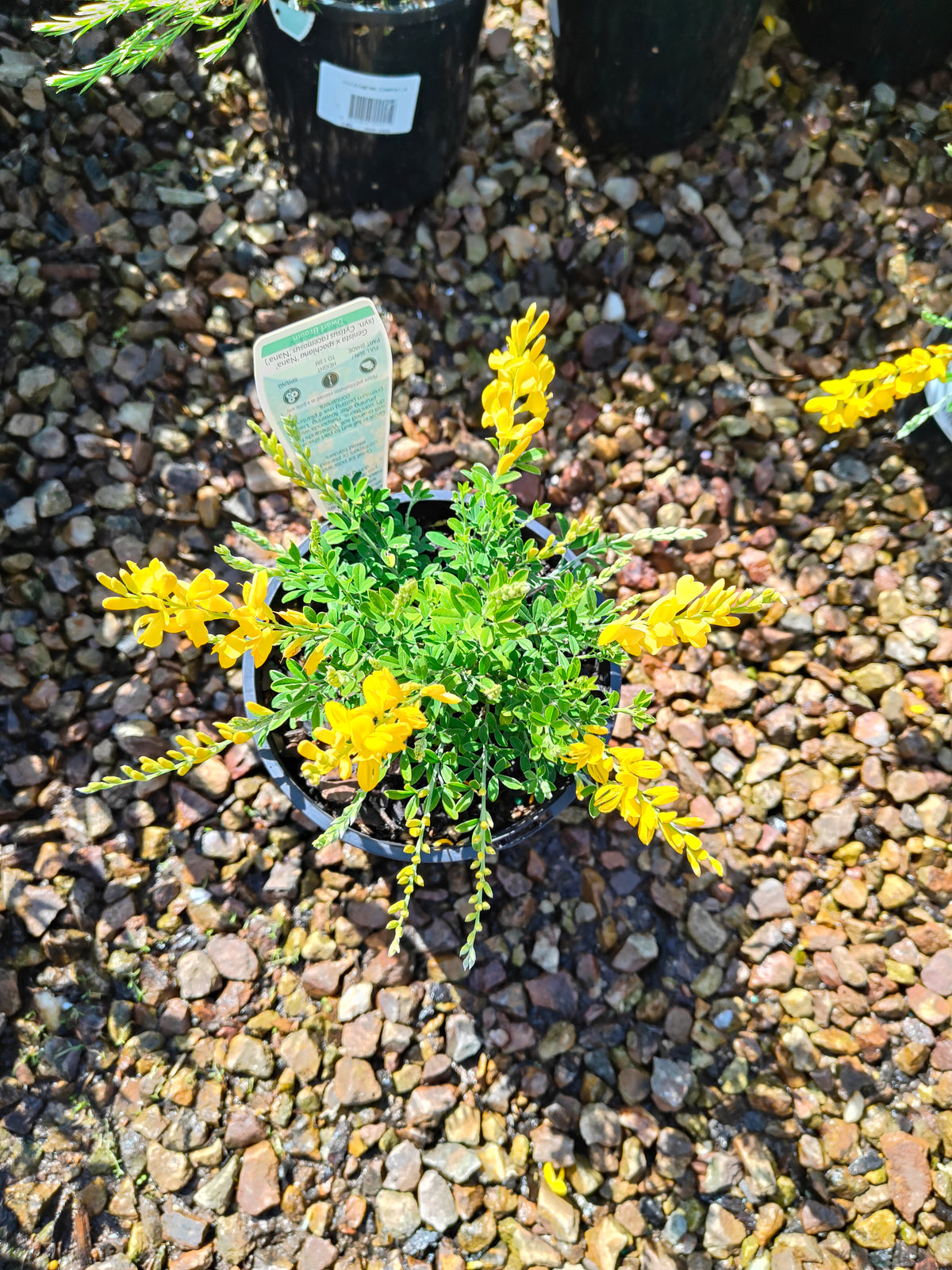 PL0016 Dwarf Yellow Broom, Cytisus racemosus Nana  矮生黄 broom（Dwarf Yellow Broom，矮生黄花金雀花）Pot Sizes: 14 cm, 20 cm