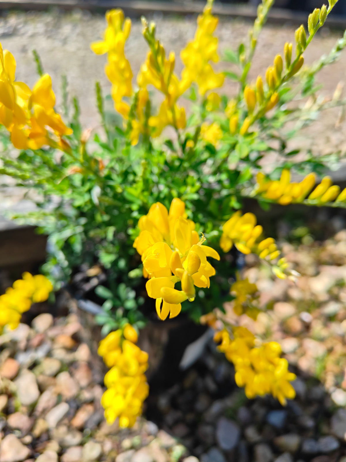 PL0016 Dwarf Yellow Broom, Cytisus racemosus Nana  矮生黄 broom（Dwarf Yellow Broom，矮生黄花金雀花）Pot Sizes: 14 cm, 20 cm
