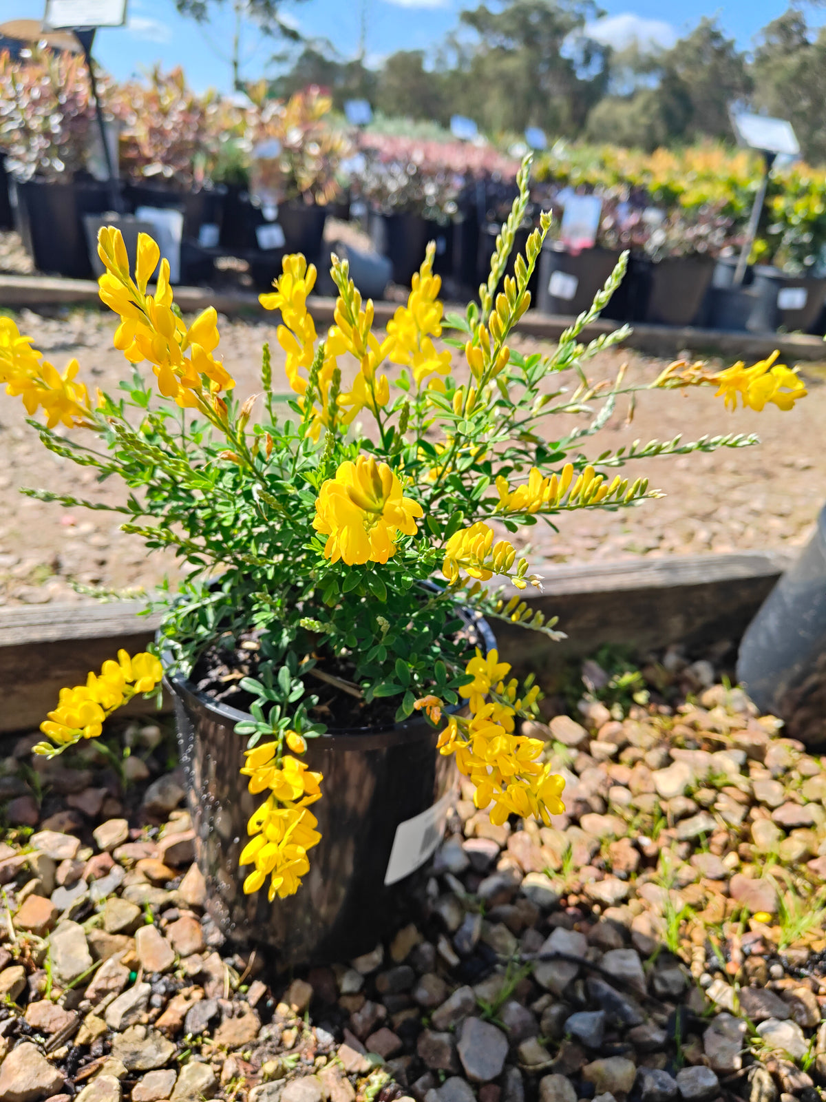 PL0016 Dwarf Yellow Broom, Cytisus racemosus Nana  矮生黄 broom（Dwarf Yellow Broom，矮生黄花金雀花）Pot Sizes: 14 cm, 20 cm