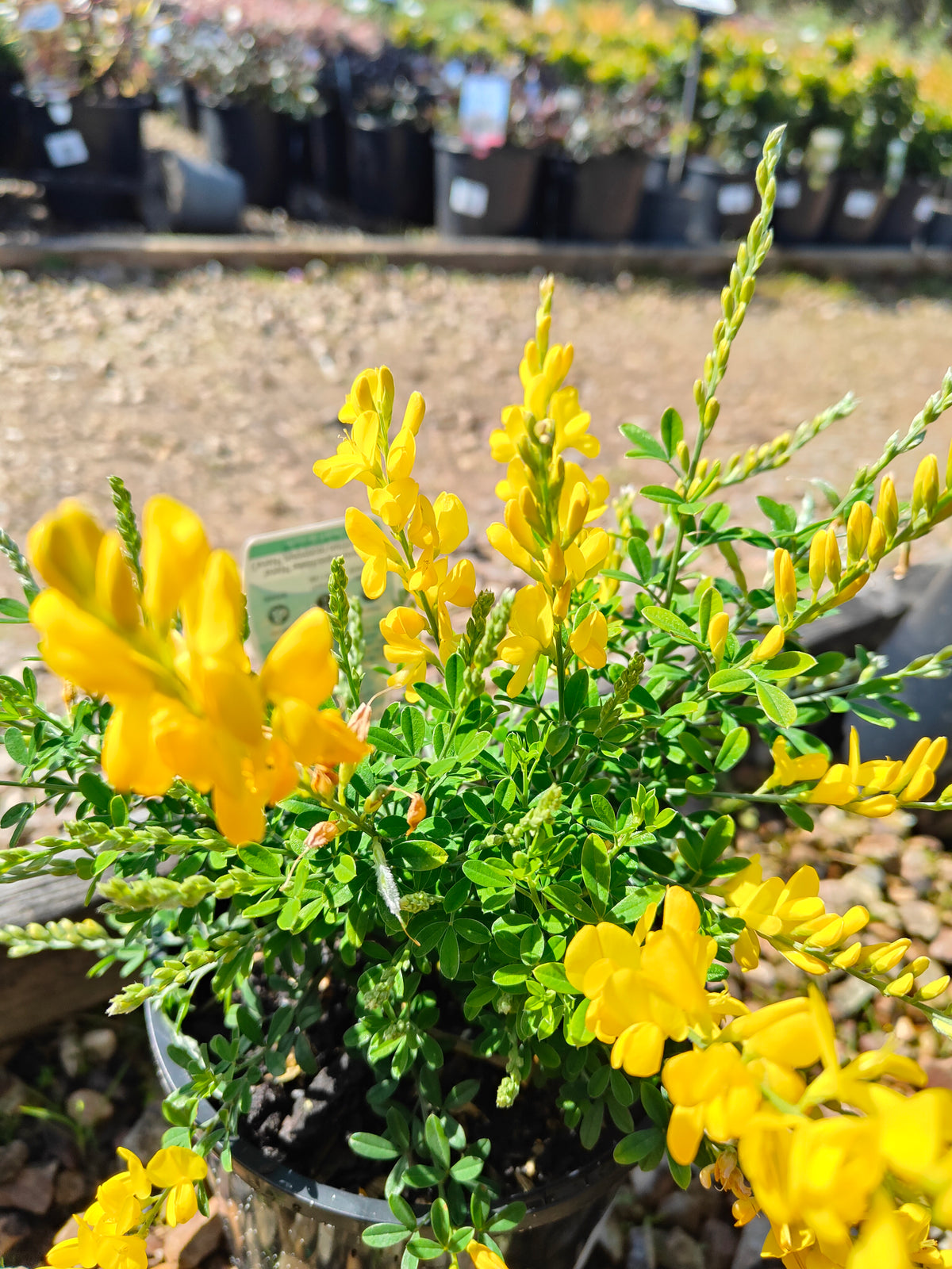 PL0016 Dwarf Yellow Broom, Cytisus racemosus Nana  矮生黄 broom（Dwarf Yellow Broom，矮生黄花金雀花）Pot Sizes: 14 cm, 20 cm