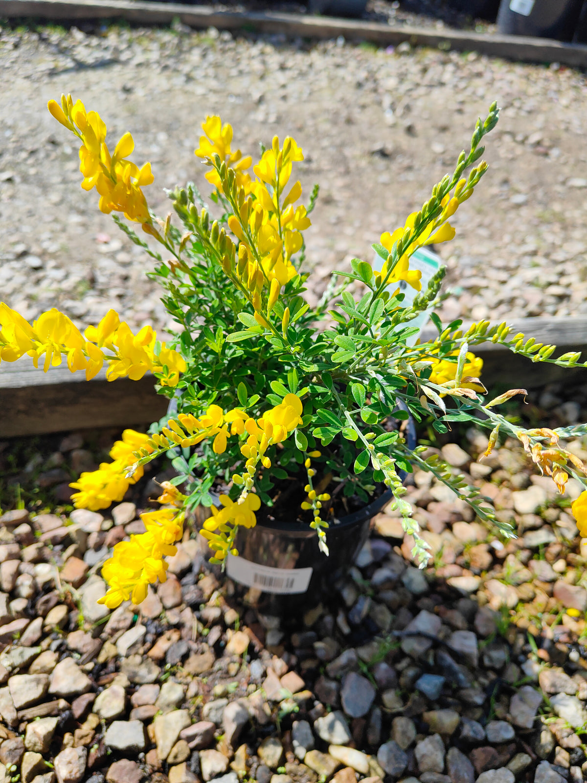PL0016 Dwarf Yellow Broom, Cytisus racemosus Nana  矮生黄 broom（Dwarf Yellow Broom，矮生黄花金雀花）Pot Sizes: 14 cm, 20 cm