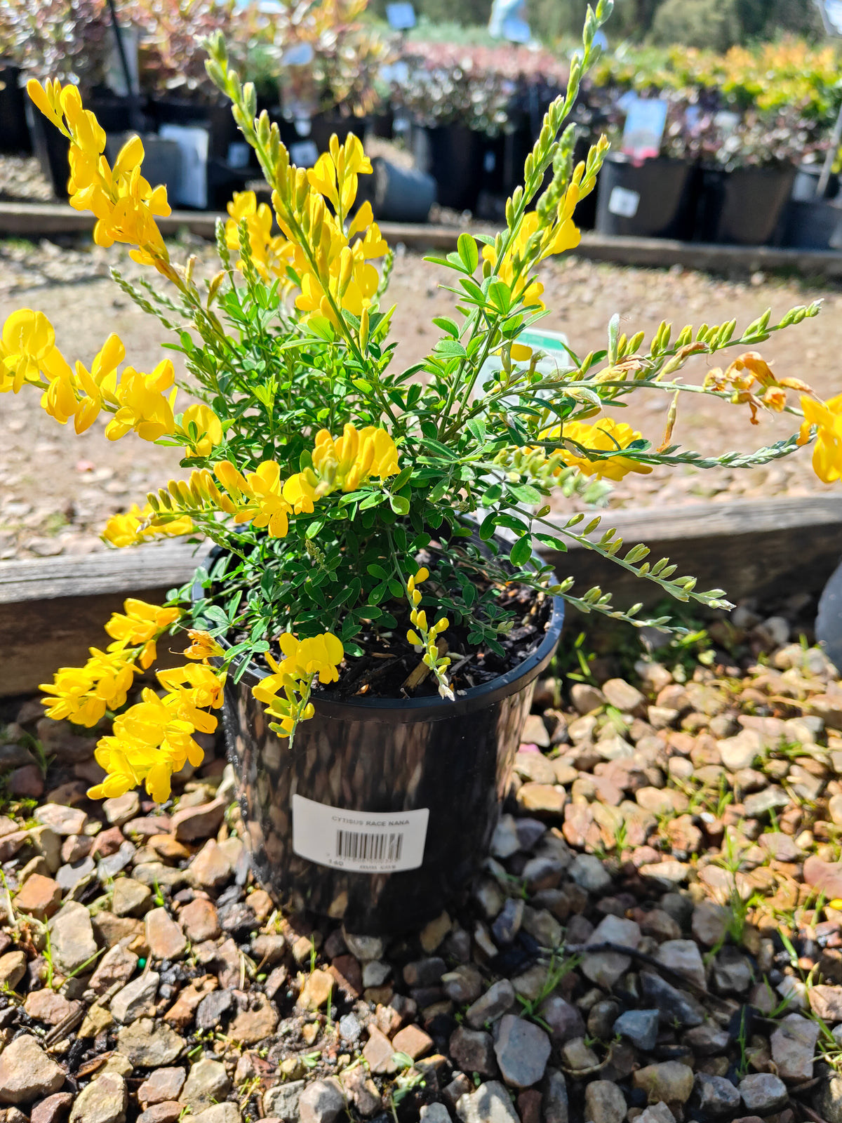 PL0016 Dwarf Yellow Broom, Cytisus racemosus Nana  矮生黄 broom（Dwarf Yellow Broom，矮生黄花金雀花）Pot Sizes: 14 cm, 20 cm