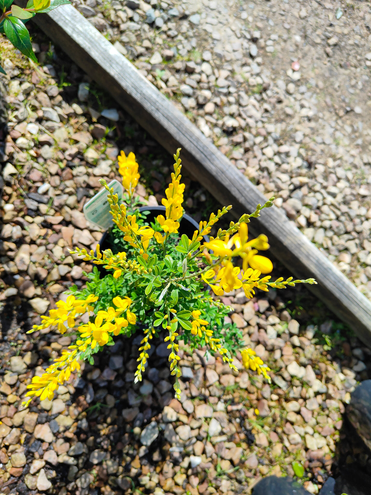 PL0016 Dwarf Yellow Broom, Cytisus racemosus Nana  矮生黄 broom（Dwarf Yellow Broom，矮生黄花金雀花）Pot Sizes: 14 cm, 20 cm
