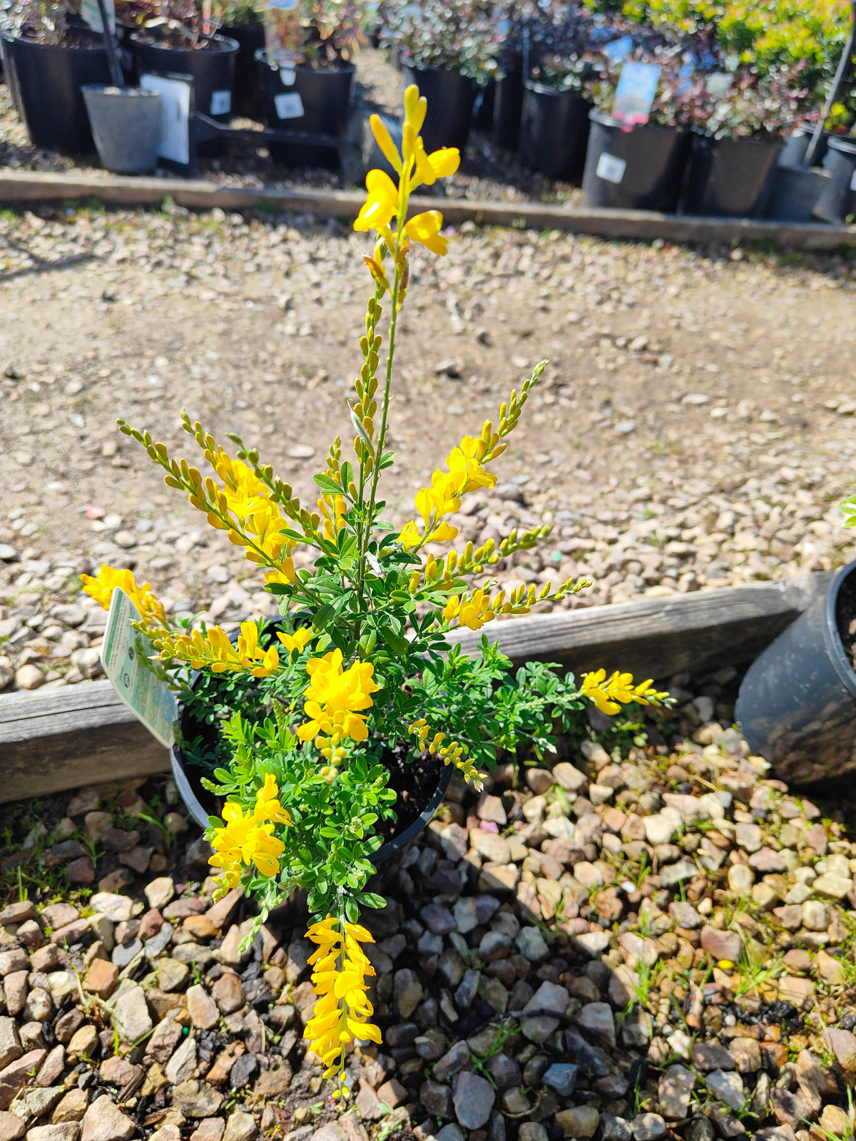 PL0016 Dwarf Yellow Broom, Cytisus racemosus Nana  矮生黄 broom（Dwarf Yellow Broom，矮生黄花金雀花）Pot Sizes: 14 cm, 20 cm