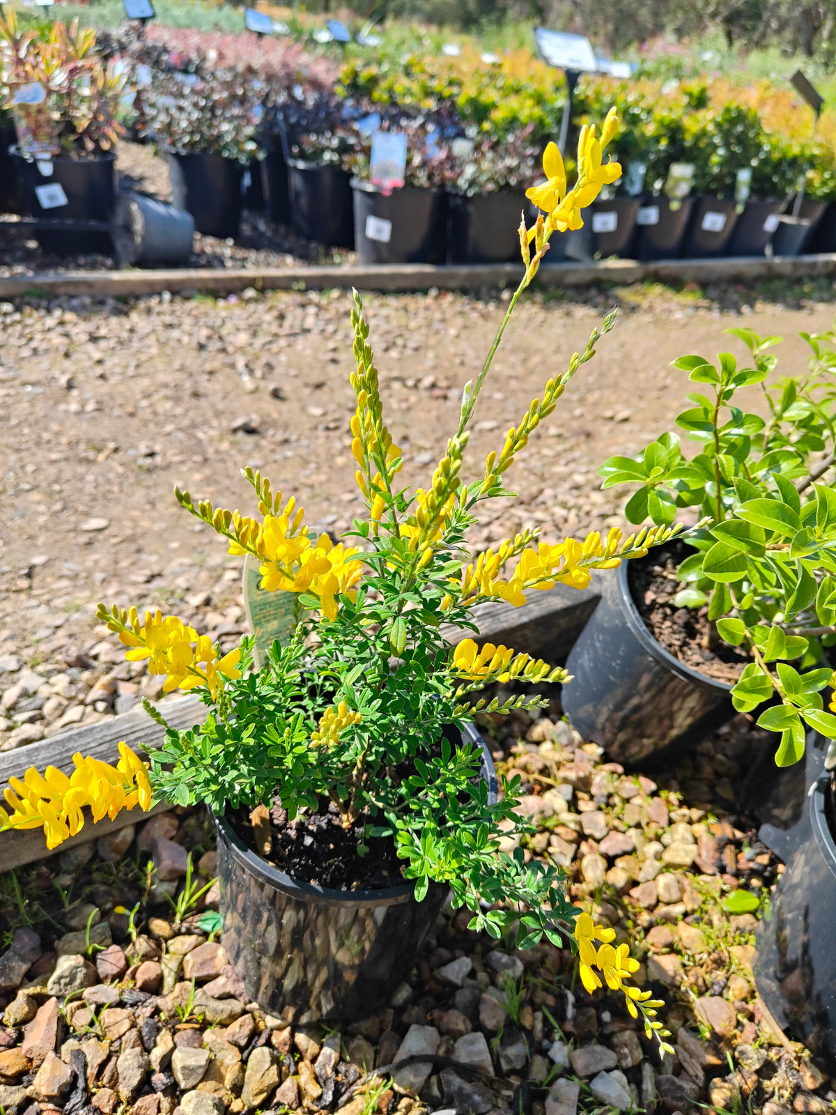 PL0016 Dwarf Yellow Broom, Cytisus racemosus Nana  矮生黄 broom（Dwarf Yellow Broom，矮生黄花金雀花）Pot Sizes: 14 cm, 20 cm