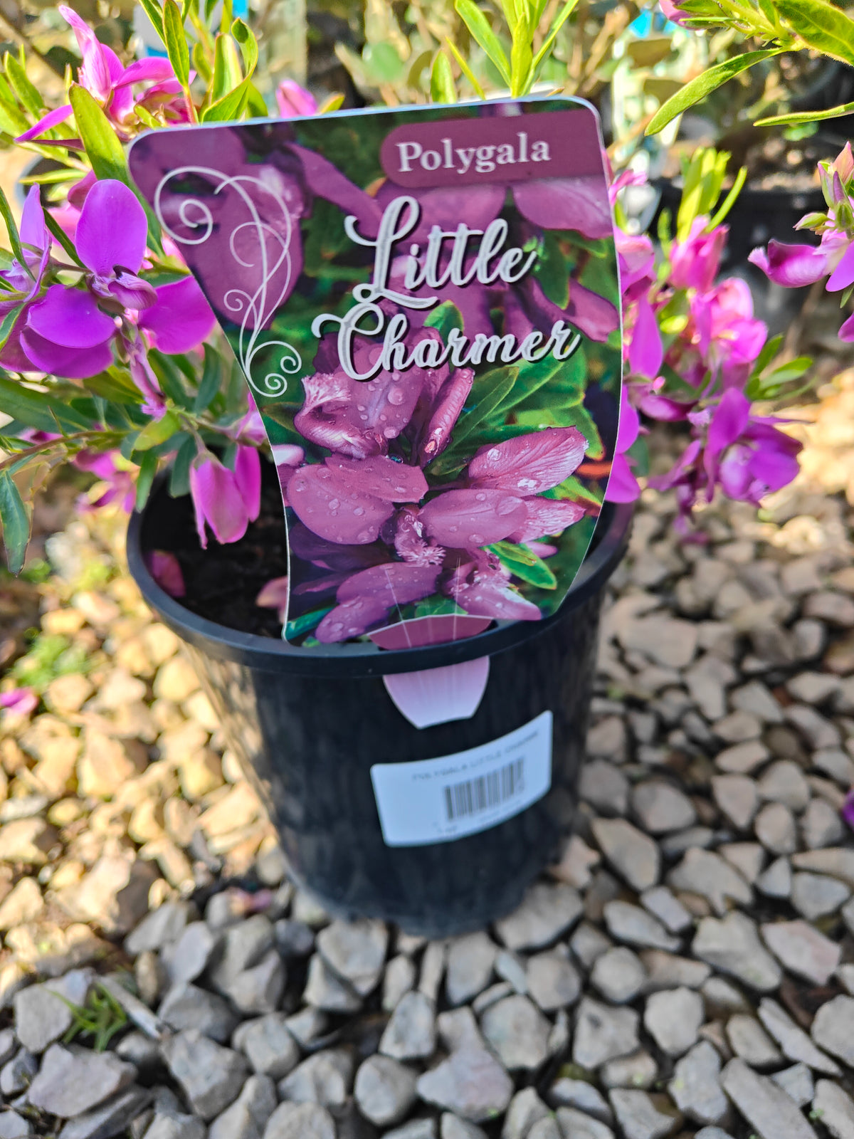 PL0029 Little Charmer, Dwarf Polygala, Sweet Pea Shrub, Polygala grandiflora 小迷人”远志、矮生远志、香豌豆灌木、大花远志  Pot Size: 14 cm, 20 cm