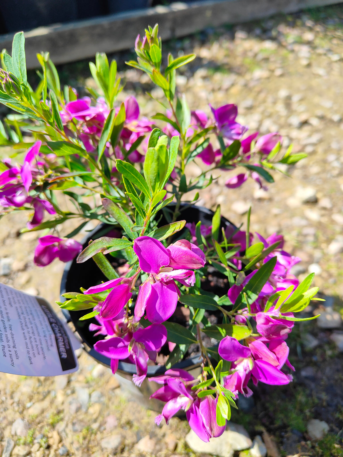 PL0029 Little Charmer, Dwarf Polygala, Sweet Pea Shrub, Polygala grandiflora 小迷人”远志、矮生远志、香豌豆灌木、大花远志  Pot Size: 14 cm, 20 cm