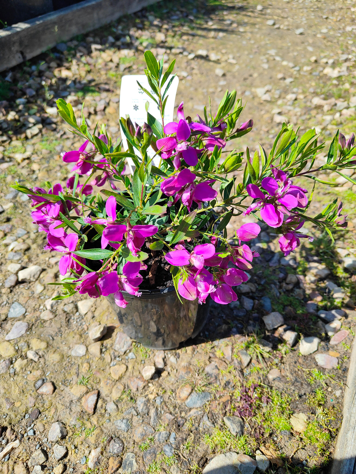 PL0029 Little Charmer, Dwarf Polygala, Sweet Pea Shrub, Polygala grandiflora 小迷人”远志、矮生远志、香豌豆灌木、大花远志  Pot Size: 14 cm, 20 cm