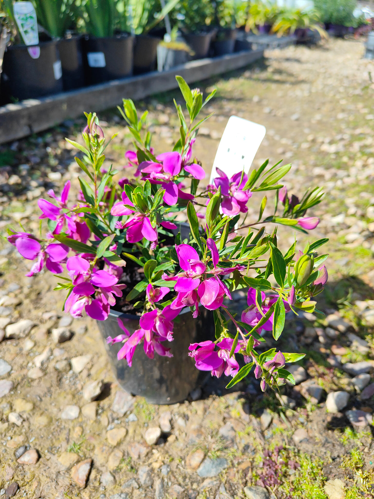 PL0029 Little Charmer, Dwarf Polygala, Sweet Pea Shrub, Polygala grandiflora 小迷人”远志、矮生远志、香豌豆灌木、大花远志  Pot Size: 14 cm, 20 cm