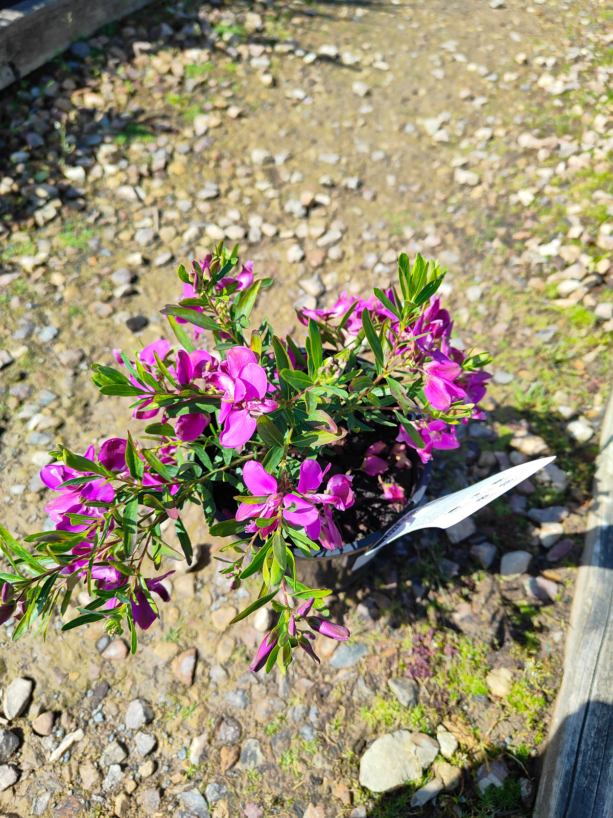PL0029 Little Charmer, Dwarf Polygala, Sweet Pea Shrub, Polygala grandiflora 小迷人”远志、矮生远志、香豌豆灌木、大花远志  Pot Size: 14 cm, 20 cm