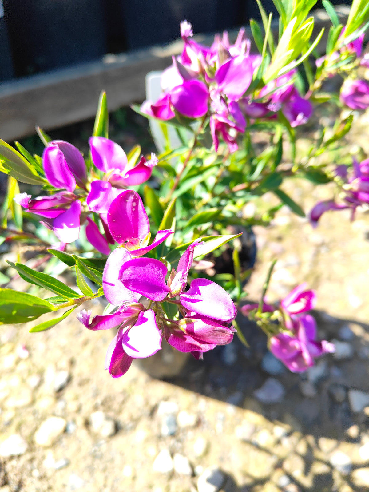 PL0029 Little Charmer, Dwarf Polygala, Sweet Pea Shrub, Polygala grandiflora 小迷人”远志、矮生远志、香豌豆灌木、大花远志  Pot Size: 14 cm, 20 cm