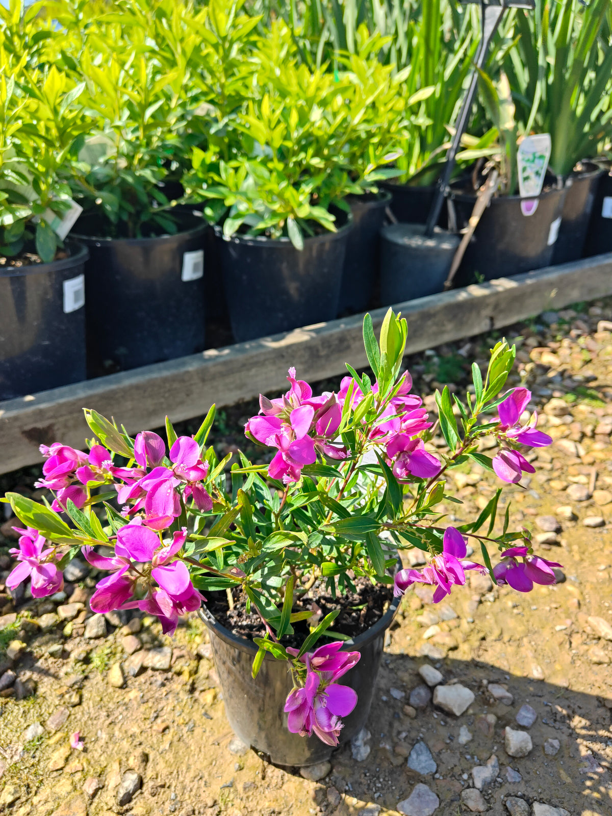 PL0029 Little Charmer, Dwarf Polygala, Sweet Pea Shrub, Polygala grandiflora 小迷人”远志、矮生远志、香豌豆灌木、大花远志  Pot Size: 14 cm, 20 cm