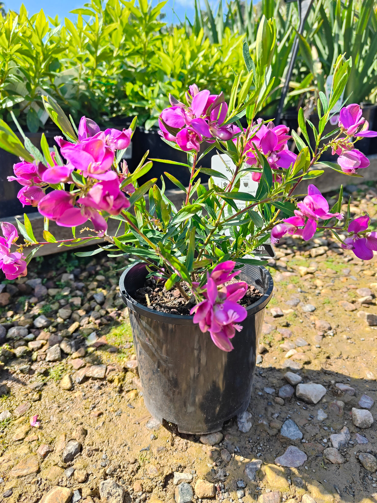 PL0029 Little Charmer, Dwarf Polygala, Sweet Pea Shrub, Polygala grandiflora 小迷人”远志、矮生远志、香豌豆灌木、大花远志  Pot Size: 14 cm, 20 cm