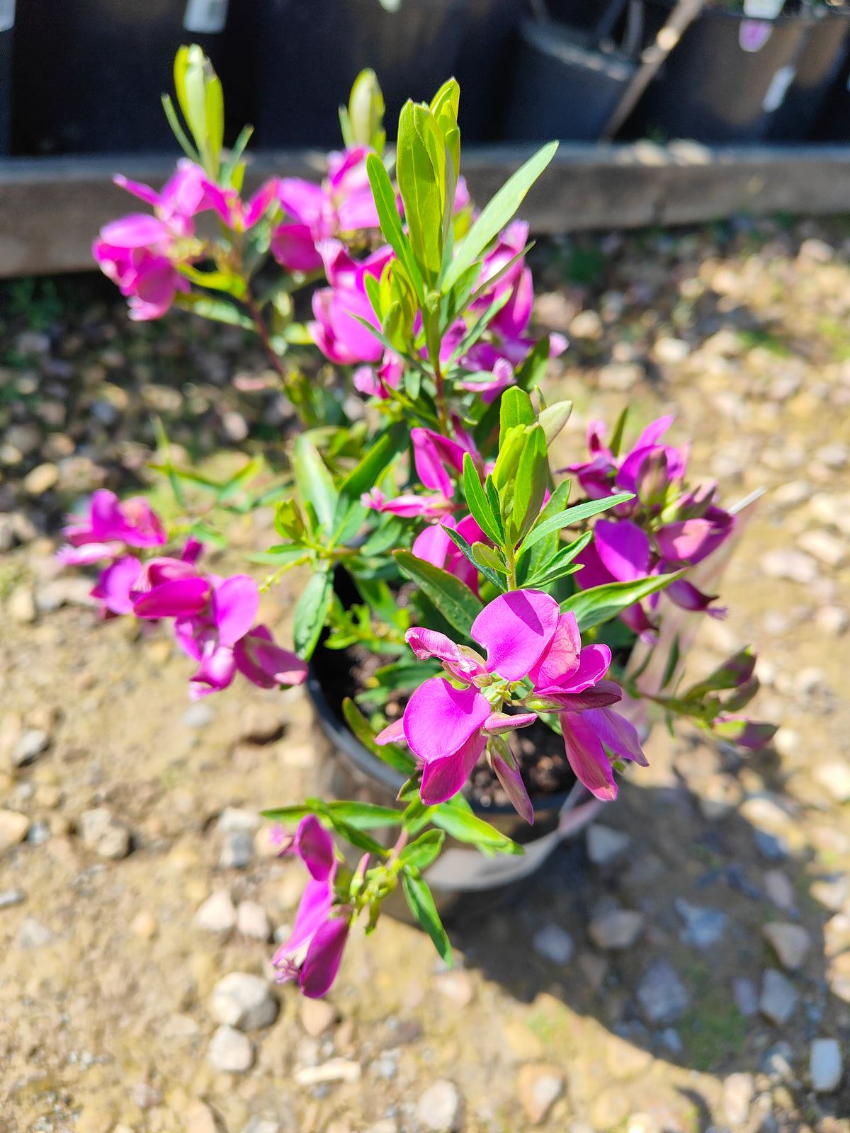 PL0029 Little Charmer, Dwarf Polygala, Sweet Pea Shrub, Polygala grandiflora 小迷人”远志、矮生远志、香豌豆灌木、大花远志  Pot Size: 14 cm, 20 cm