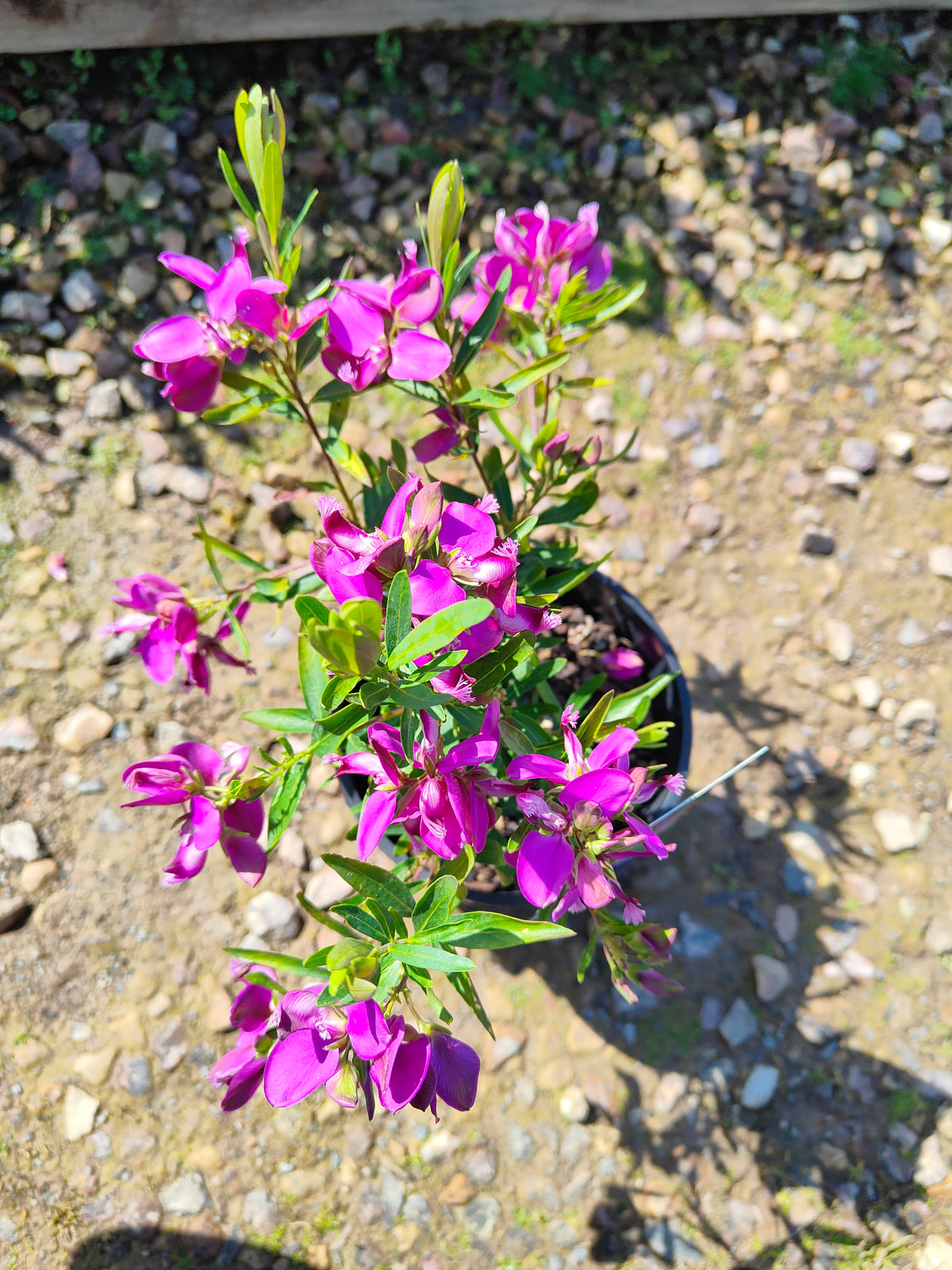 PL0029 Little Charmer, Dwarf Polygala, Sweet Pea Shrub, Polygala grandiflora 小迷人”远志、矮生远志、香豌豆灌木、大花远志  Pot Size: 14 cm, 20 cm
