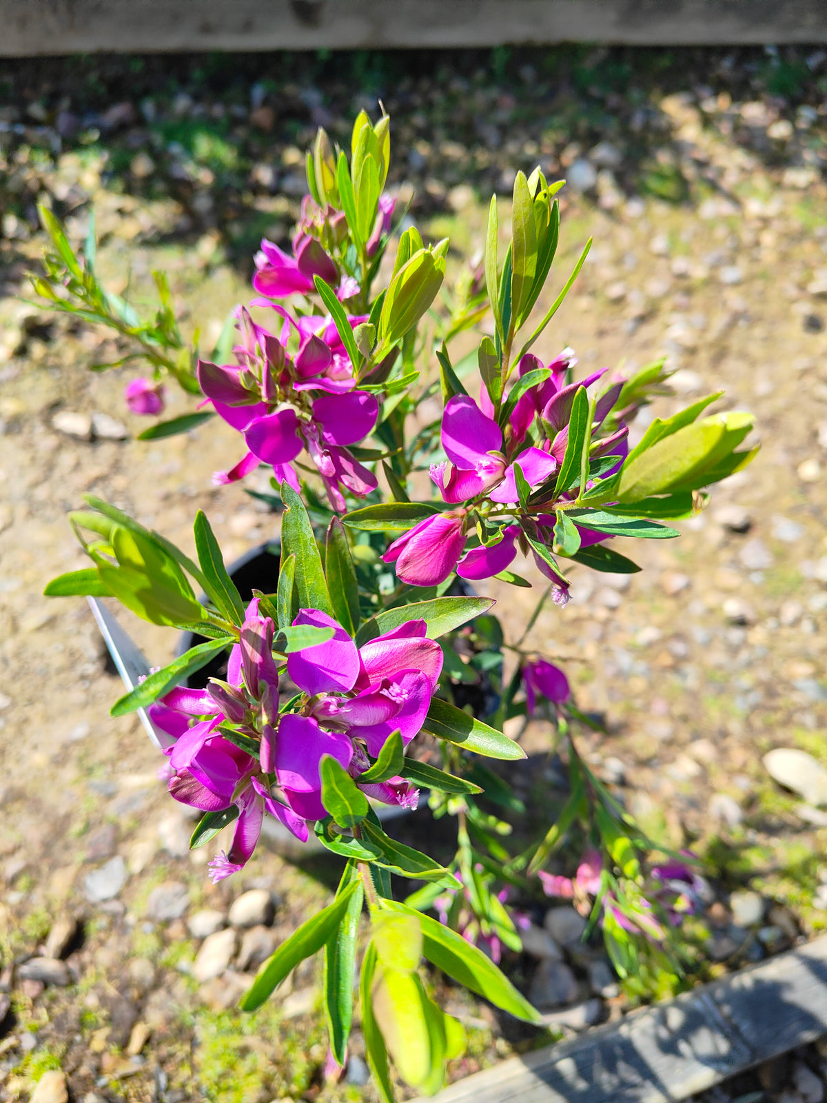 PL0029 Little Charmer, Dwarf Polygala, Sweet Pea Shrub, Polygala grandiflora 小迷人”远志、矮生远志、香豌豆灌木、大花远志  Pot Size: 14 cm, 20 cm
