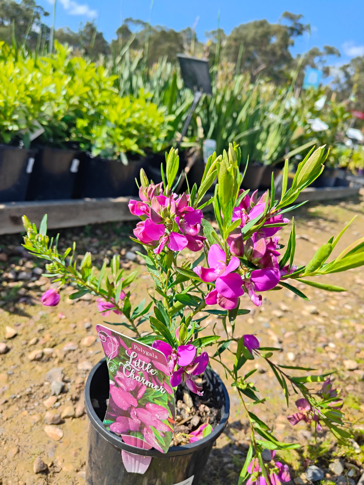 PL0029 Little Charmer, Dwarf Polygala, Sweet Pea Shrub, Polygala grandiflora 小迷人”远志、矮生远志、香豌豆灌木、大花远志  Pot Size: 14 cm, 20 cm