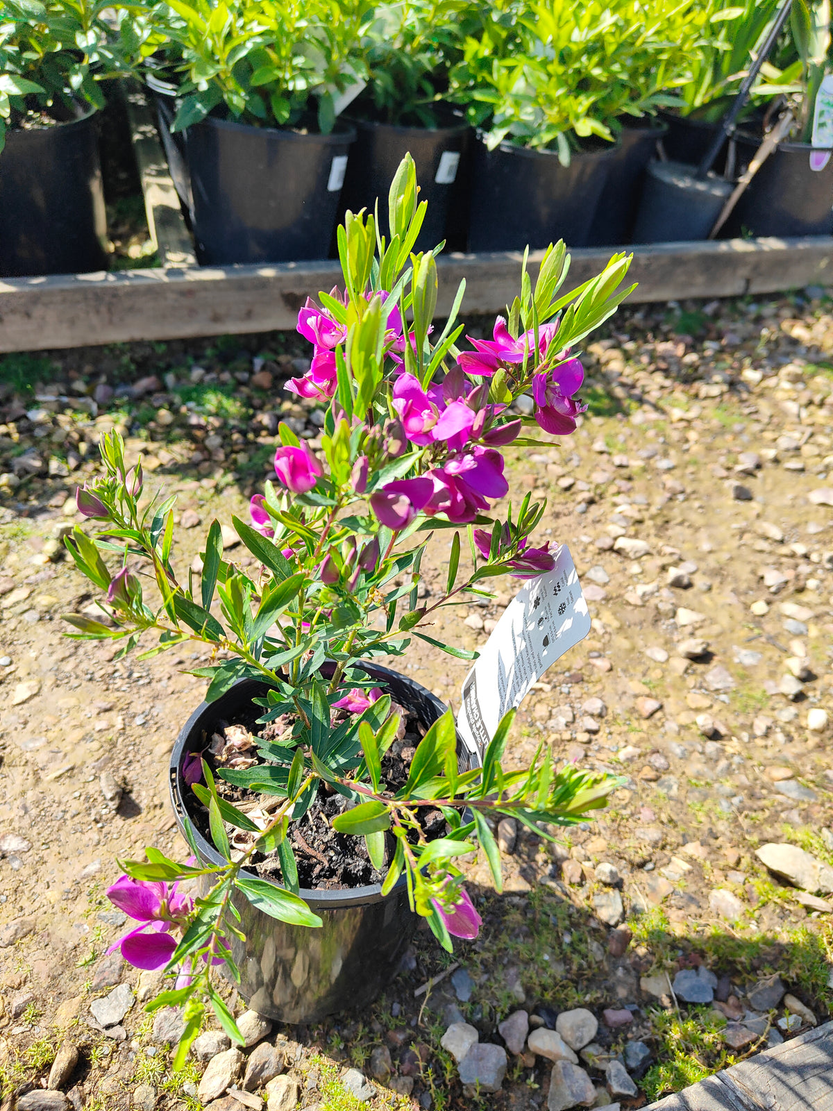 PL0029 Little Charmer, Dwarf Polygala, Sweet Pea Shrub, Polygala grandiflora 小迷人”远志、矮生远志、香豌豆灌木、大花远志  Pot Size: 14 cm, 20 cm
