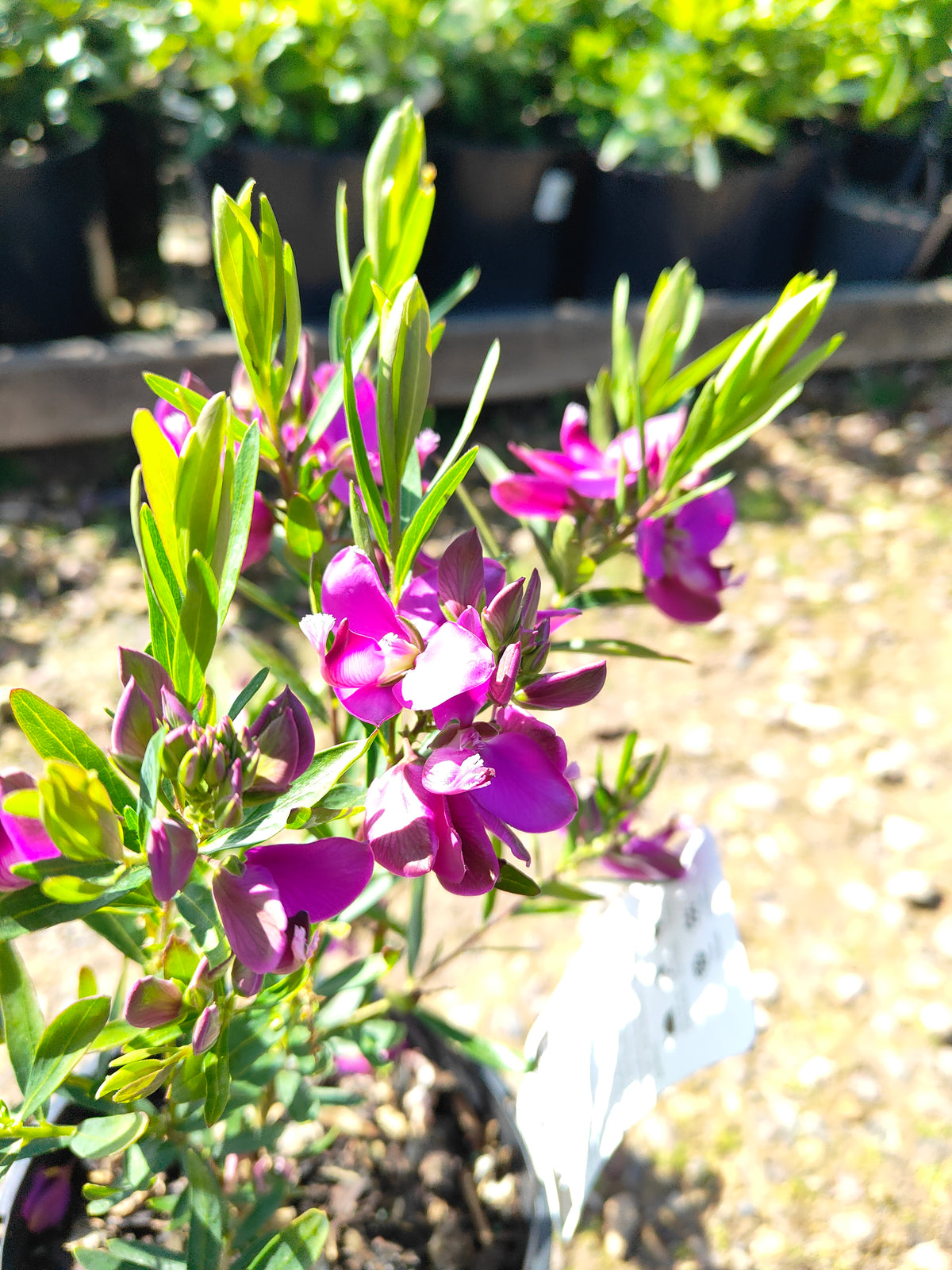 PL0029 Little Charmer, Dwarf Polygala, Sweet Pea Shrub, Polygala grandiflora 小迷人”远志、矮生远志、香豌豆灌木、大花远志  Pot Size: 14 cm, 20 cm