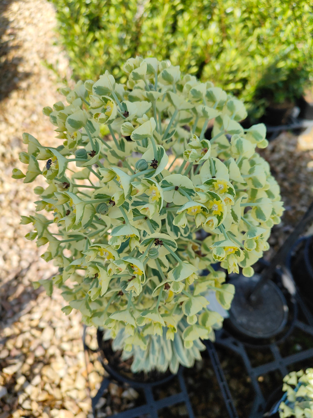 PL0019 Spurge, Euphorbia characias Glacier Blue 大戟, 冰川蓝大戟 Pot Size: 17 cm