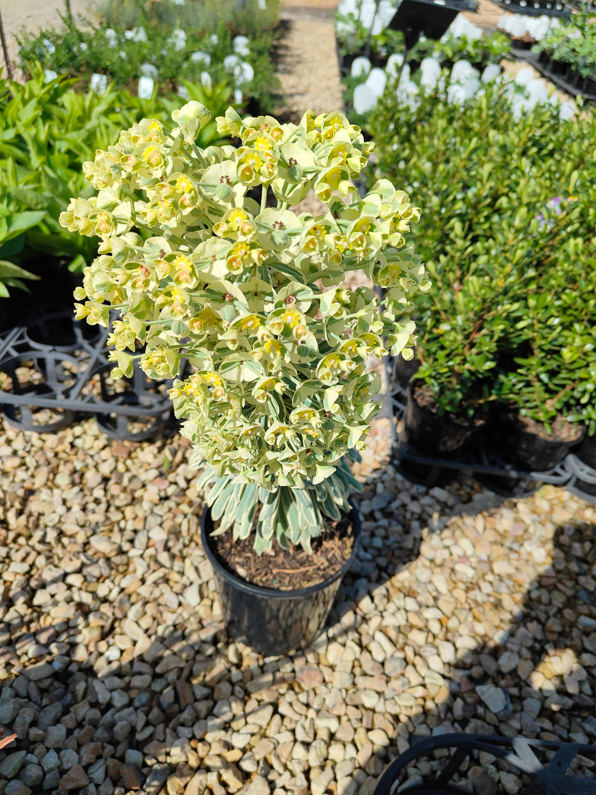 PL0019 Spurge, Euphorbia characias Glacier Blue 大戟, 冰川蓝大戟 Pot Size: 17 cm