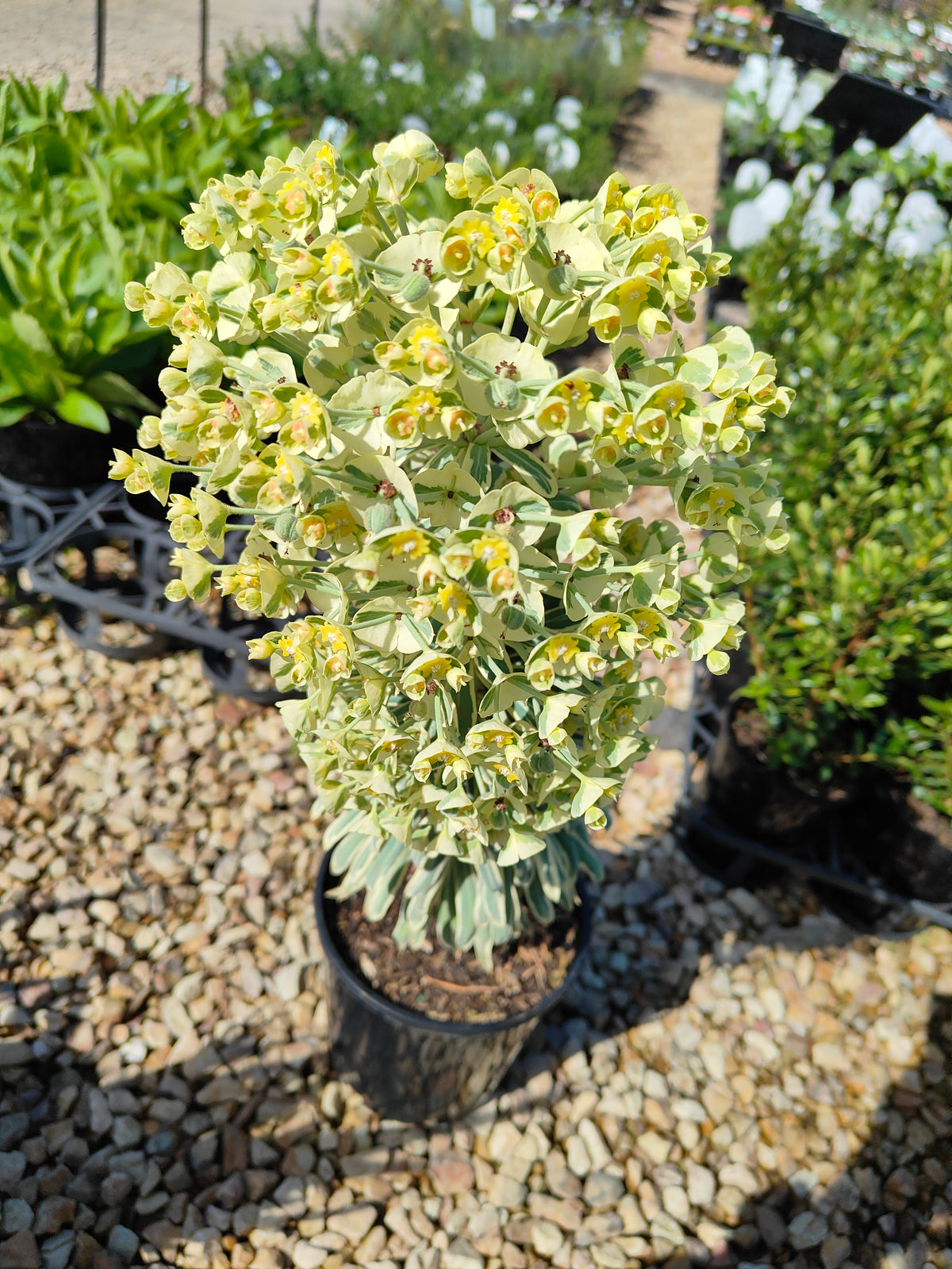 PL0019 Spurge, Euphorbia characias Glacier Blue 大戟, 冰川蓝大戟 Pot Size: 17 cm
