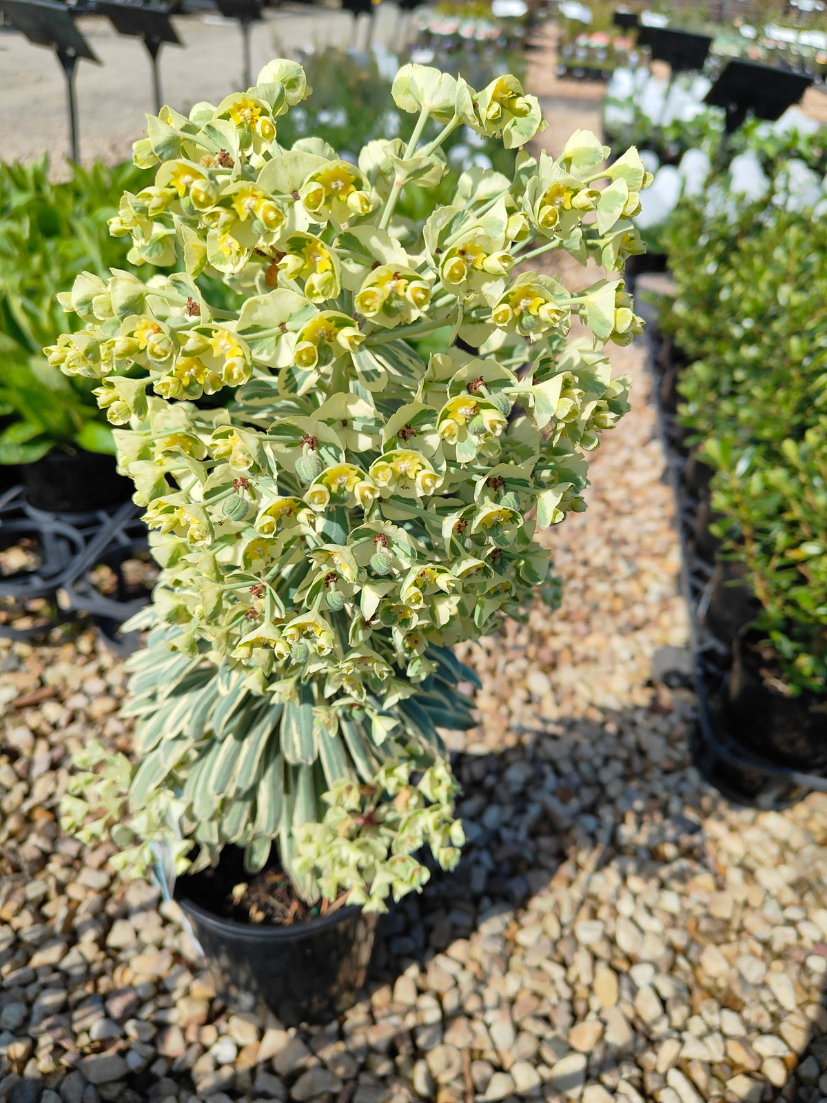 PL0019 Spurge, Euphorbia characias Glacier Blue 大戟, 冰川蓝大戟 Pot Size: 17 cm