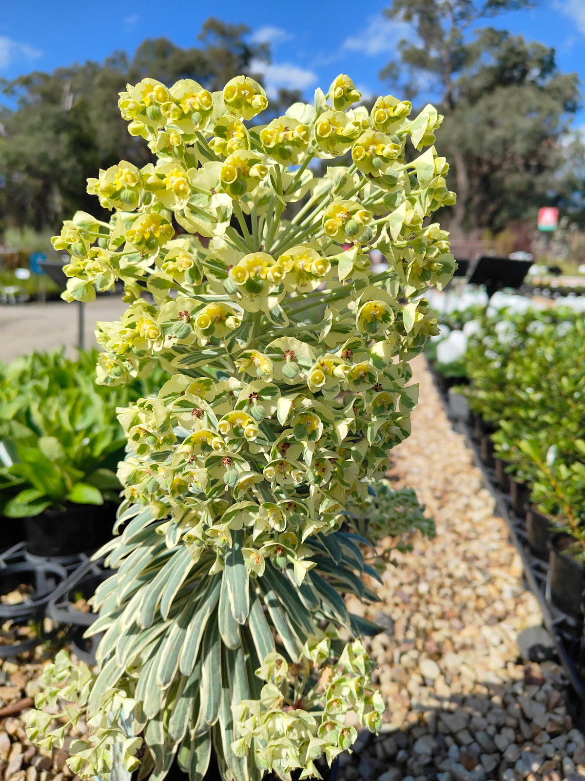 PL0019 Spurge, Euphorbia characias Glacier Blue 大戟, 冰川蓝大戟 Pot Size: 17 cm