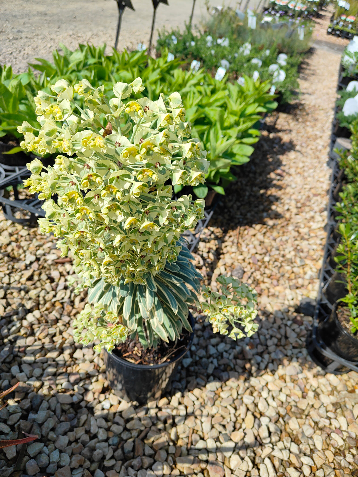PL0019 Spurge, Euphorbia characias Glacier Blue 大戟, 冰川蓝大戟 Pot Size: 17 cm