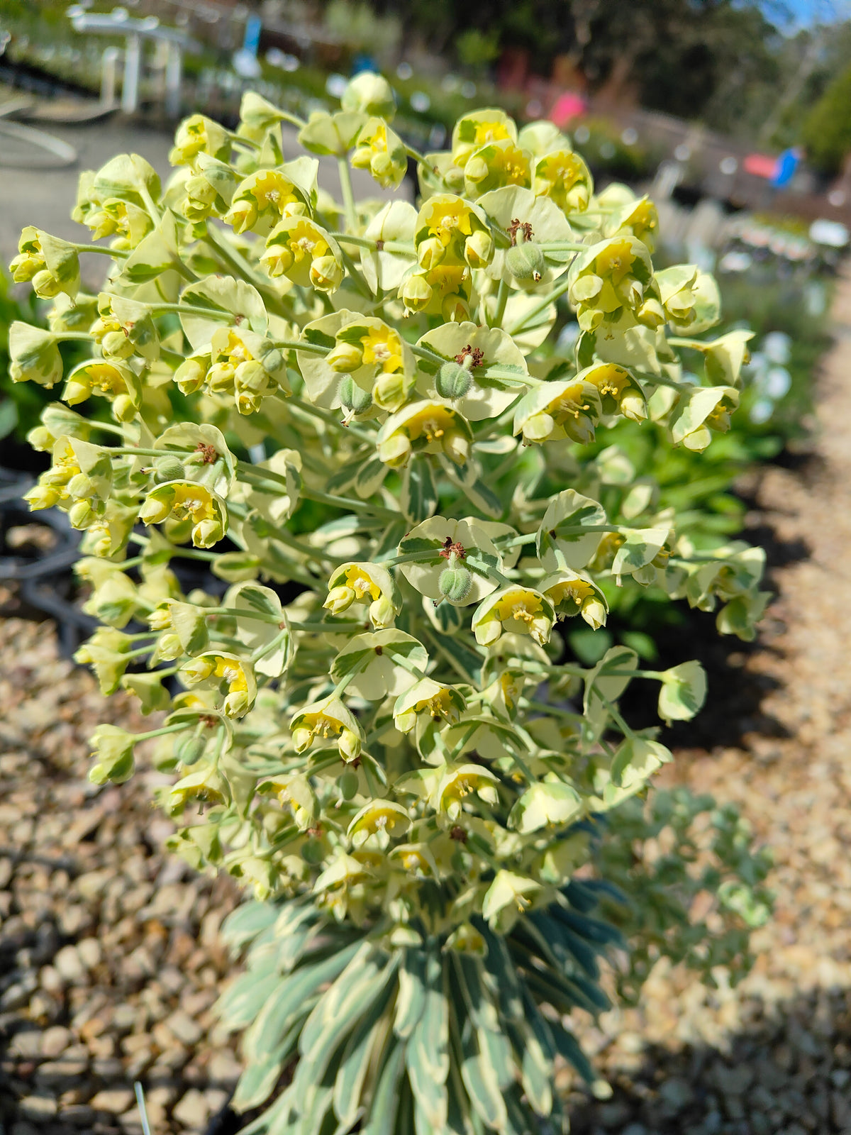 PL0019 Spurge, Euphorbia characias Glacier Blue 大戟, 冰川蓝大戟 Pot Size: 17 cm