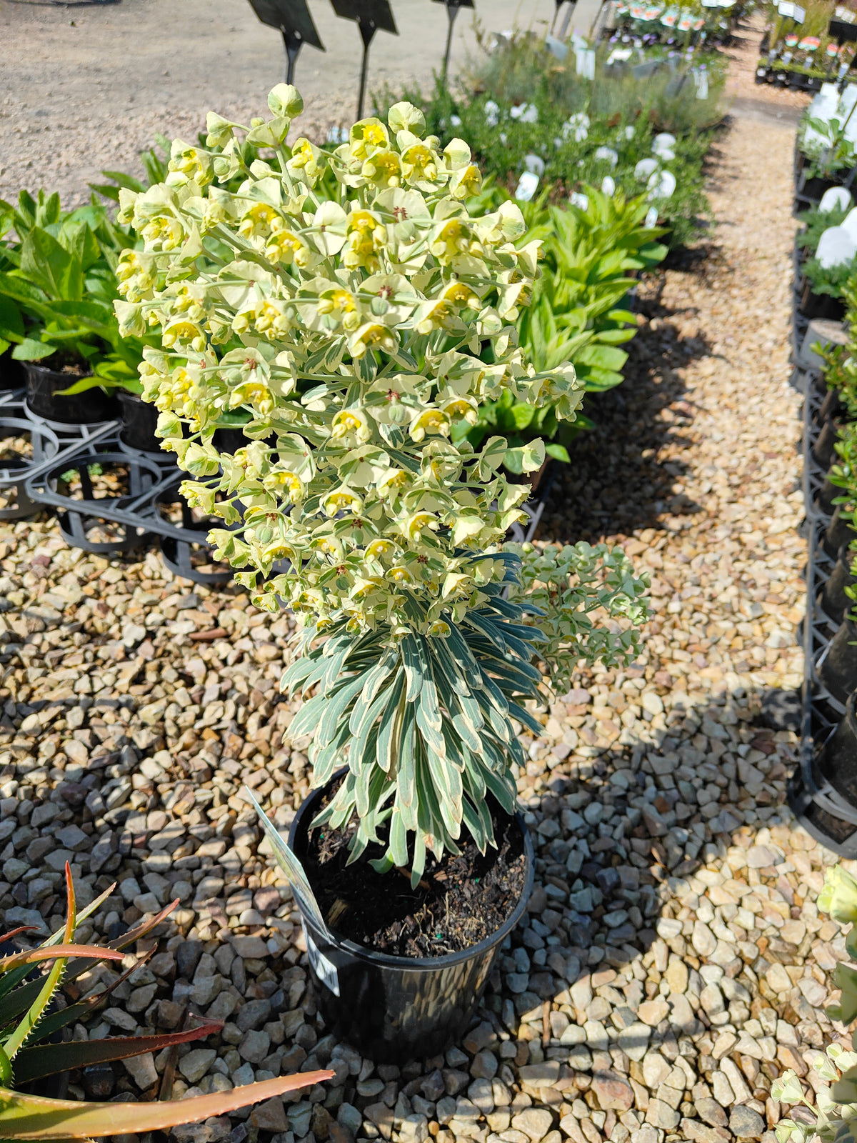 PL0019 Spurge, Euphorbia characias Glacier Blue 大戟, 冰川蓝大戟 Pot Size: 17 cm