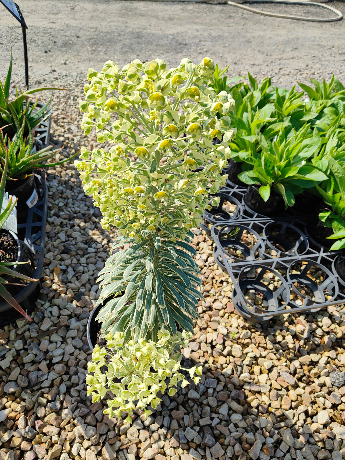 PL0019 Spurge, Euphorbia characias Glacier Blue 大戟, 冰川蓝大戟 Pot Size: 17 cm