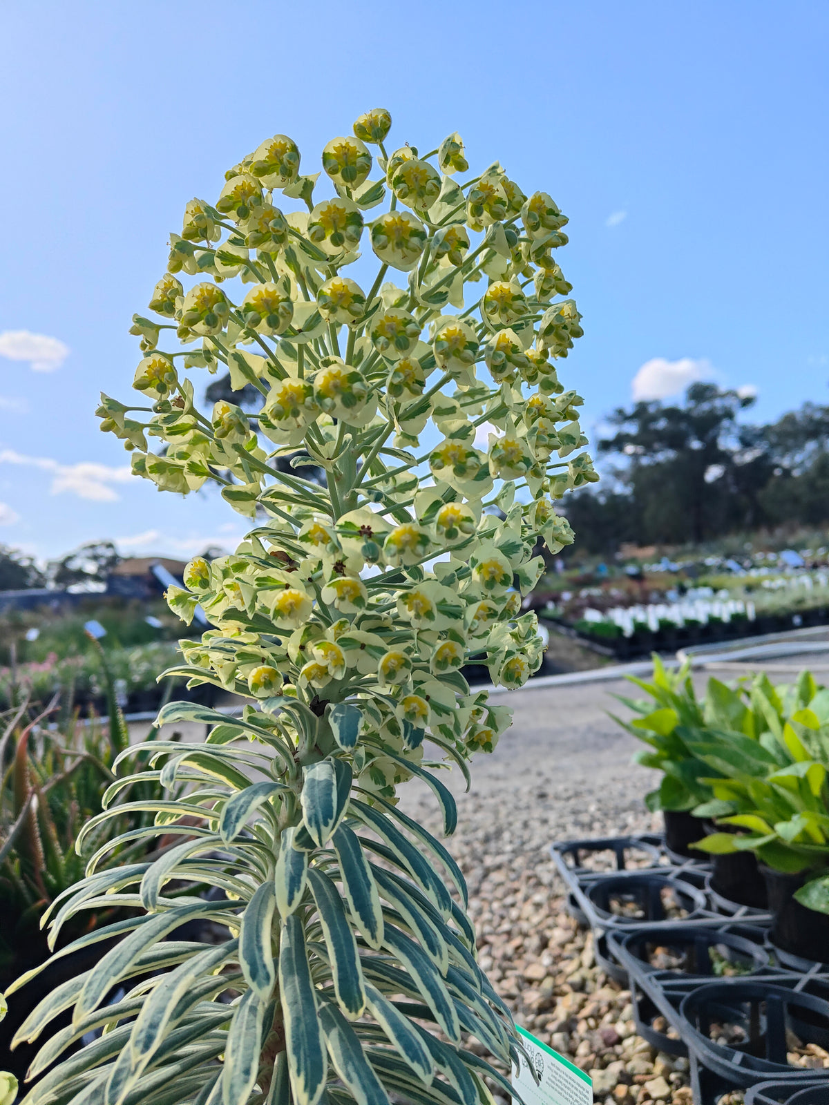 PL0019 Spurge, Euphorbia characias Glacier Blue 大戟, 冰川蓝大戟 Pot Size: 17 cm