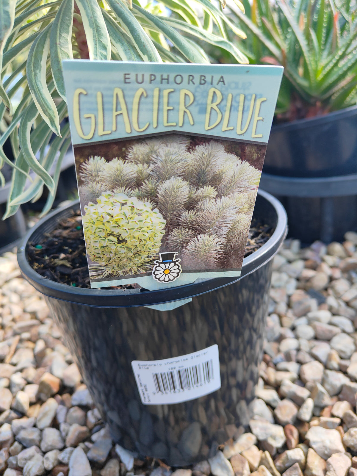 PL0019 Spurge, Euphorbia characias Glacier Blue 大戟, 冰川蓝大戟 Pot Size: 17 cm