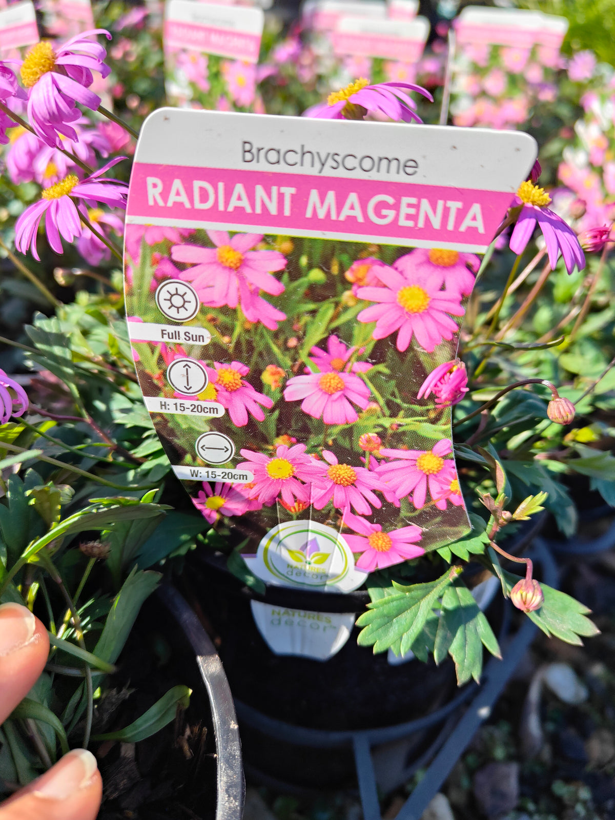 PL0030 Radiant Magenta, Rock Daisy, Cut Leaf Daisy, Brachyscome hybrida 绚丽洋红短舌菊、岩生短舌菊、裂叶短舌菊 Pot Size: 14 cm