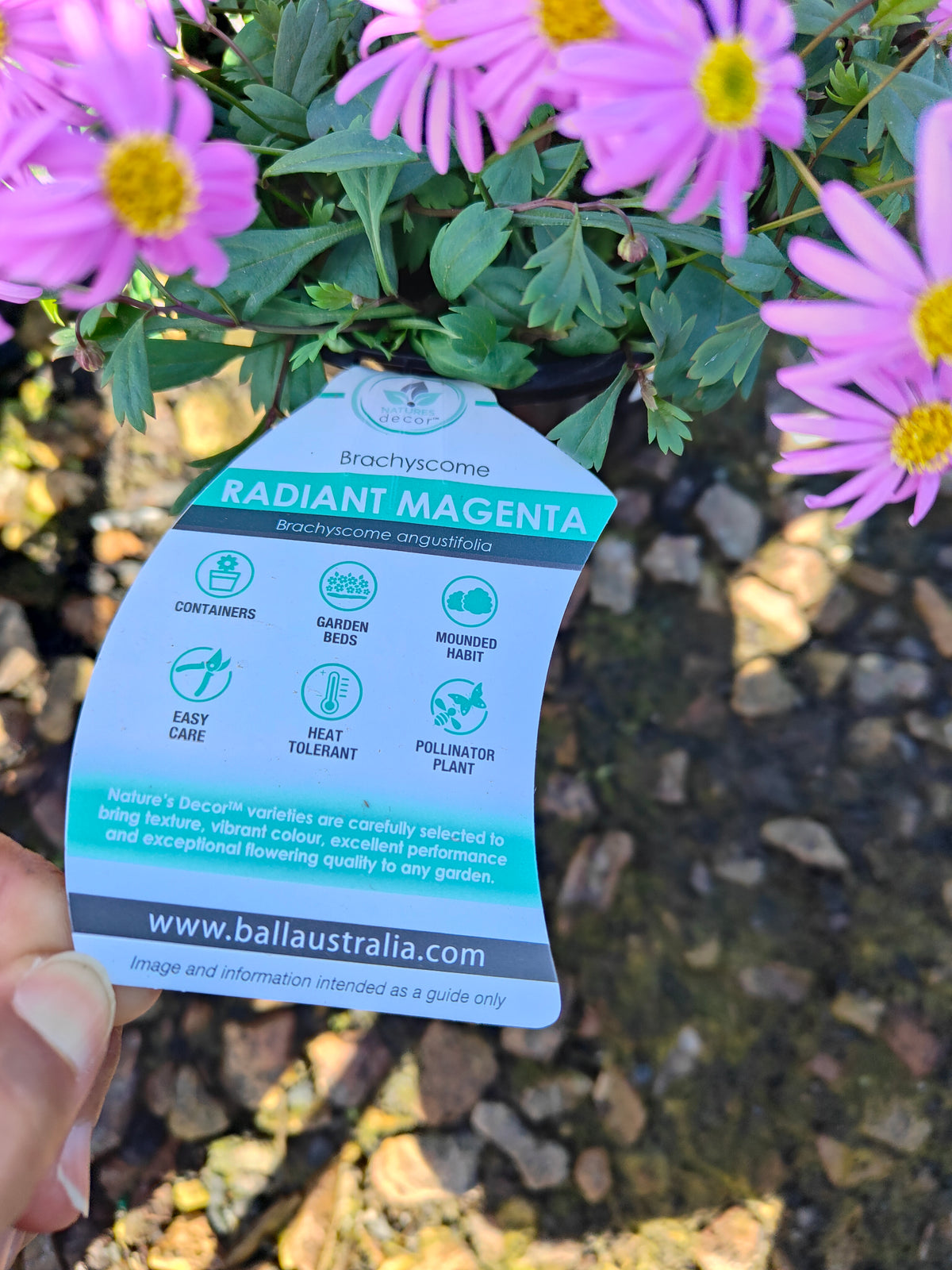 PL0030 Radiant Magenta, Rock Daisy, Cut Leaf Daisy, Brachyscome hybrida 绚丽洋红短舌菊、岩生短舌菊、裂叶短舌菊 Pot Size: 14 cm