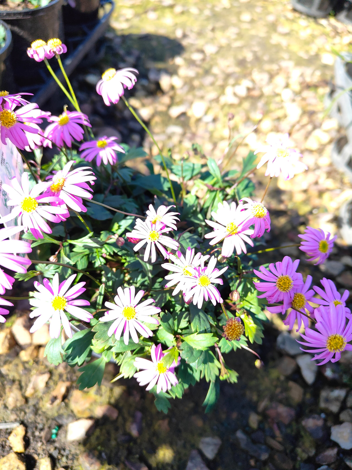 PL0030 Radiant Magenta, Rock Daisy, Cut Leaf Daisy, Brachyscome hybrida 绚丽洋红短舌菊、岩生短舌菊、裂叶短舌菊 Pot Size: 14 cm