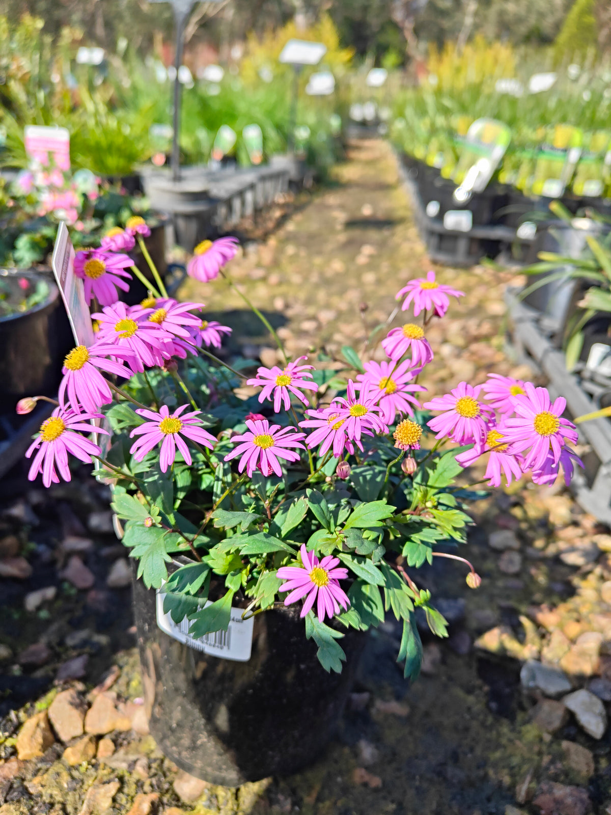 PL0030 Radiant Magenta, Rock Daisy, Cut Leaf Daisy, Brachyscome hybrida 绚丽洋红短舌菊、岩生短舌菊、裂叶短舌菊 Pot Size: 14 cm