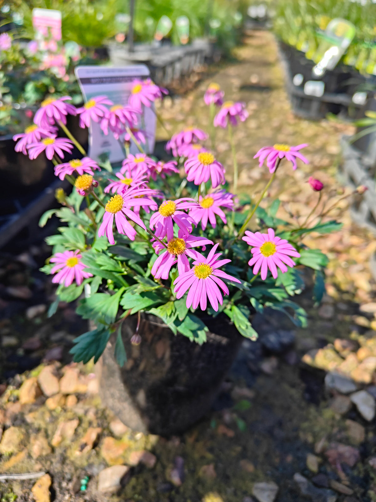 PL0030 Radiant Magenta, Rock Daisy, Cut Leaf Daisy, Brachyscome hybrida 绚丽洋红短舌菊、岩生短舌菊、裂叶短舌菊 Pot Size: 14 cm