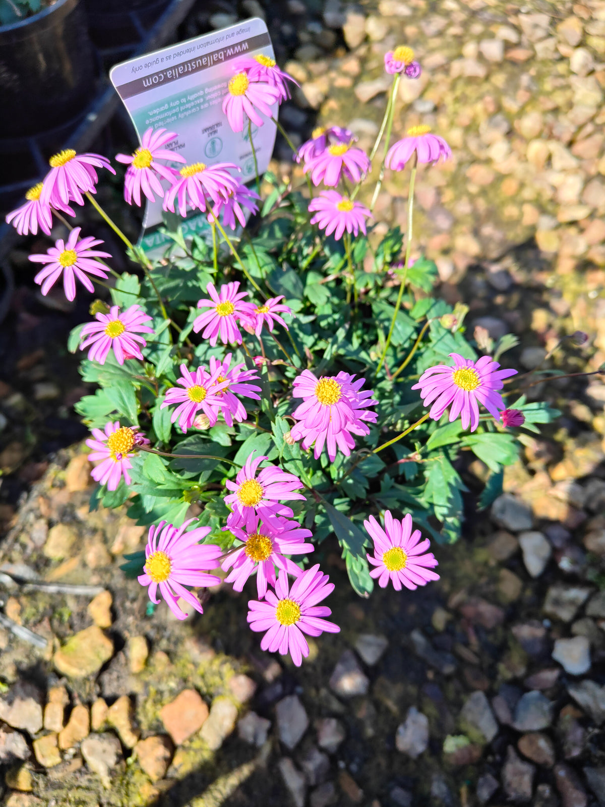 PL0030 Radiant Magenta, Rock Daisy, Cut Leaf Daisy, Brachyscome hybrida 绚丽洋红短舌菊、岩生短舌菊、裂叶短舌菊 Pot Size: 14 cm
