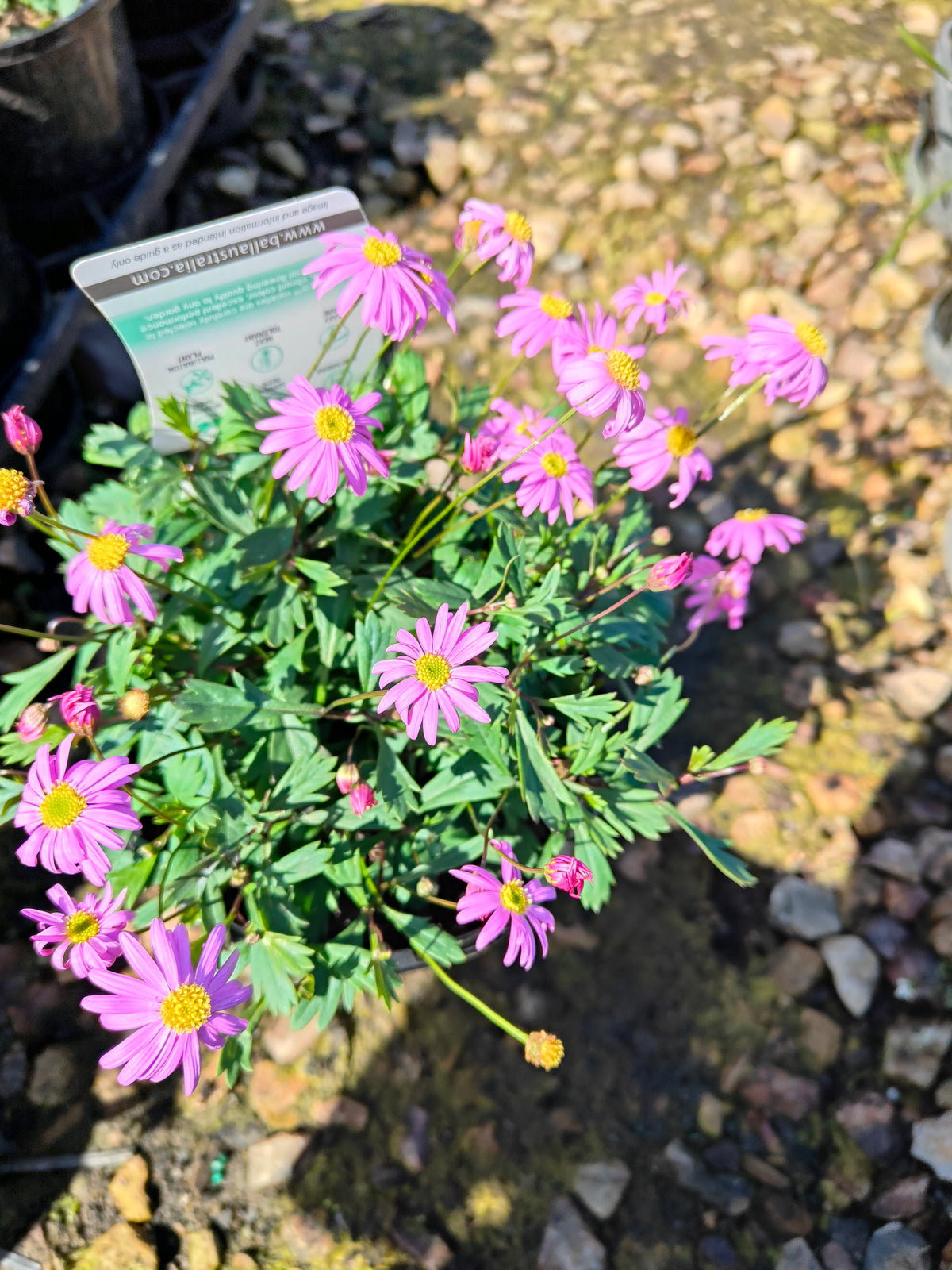 PL0030 Radiant Magenta, Rock Daisy, Cut Leaf Daisy, Brachyscome hybrida 绚丽洋红短舌菊、岩生短舌菊、裂叶短舌菊 Pot Size: 14 cm