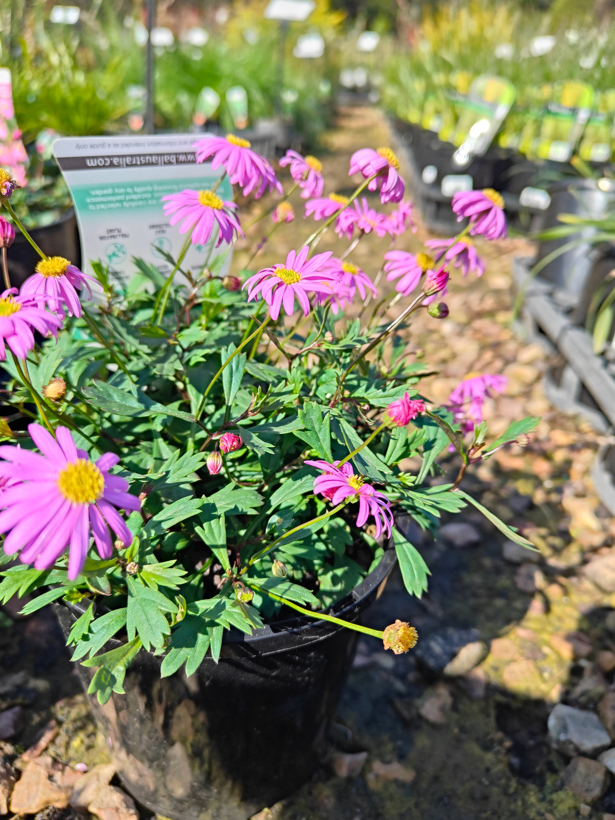 PL0030 Radiant Magenta, Rock Daisy, Cut Leaf Daisy, Brachyscome hybrida 绚丽洋红短舌菊、岩生短舌菊、裂叶短舌菊 Pot Size: 14 cm