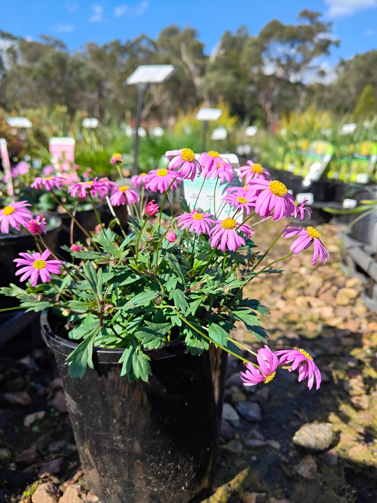 PL0030 Radiant Magenta, Rock Daisy, Cut Leaf Daisy, Brachyscome hybrida 绚丽洋红短舌菊、岩生短舌菊、裂叶短舌菊 Pot Size: 14 cm