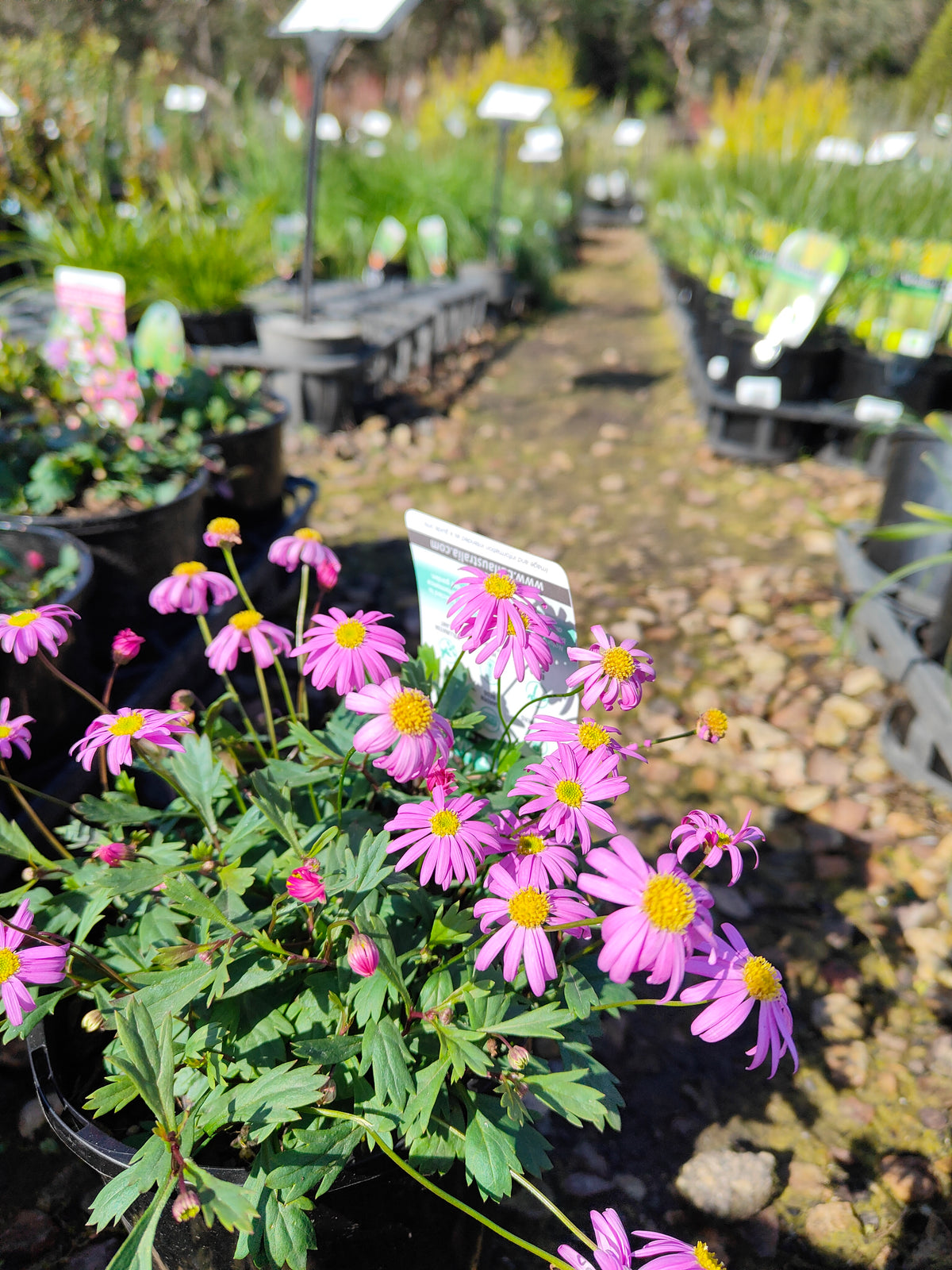 PL0030 Radiant Magenta, Rock Daisy, Cut Leaf Daisy, Brachyscome hybrida 绚丽洋红短舌菊、岩生短舌菊、裂叶短舌菊 Pot Size: 14 cm