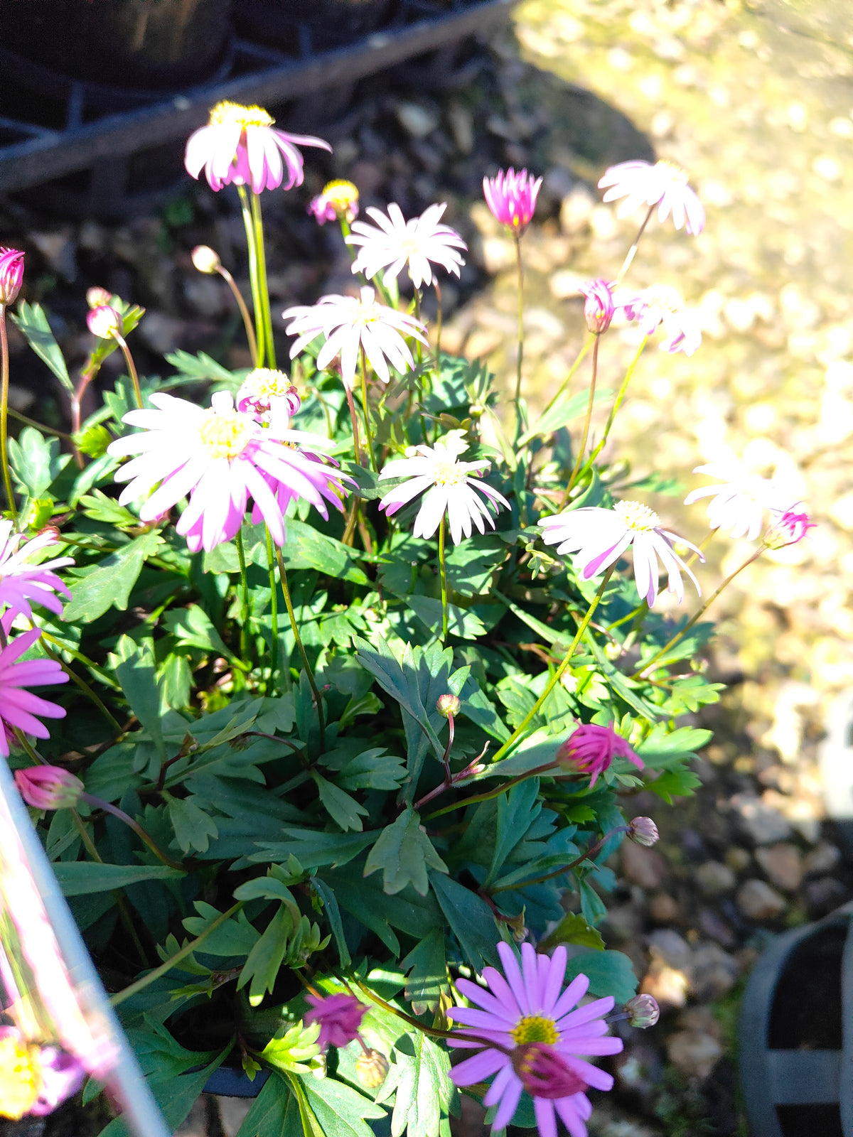 PL0030 Radiant Magenta, Rock Daisy, Cut Leaf Daisy, Brachyscome hybrida 绚丽洋红短舌菊、岩生短舌菊、裂叶短舌菊 Pot Size: 14 cm