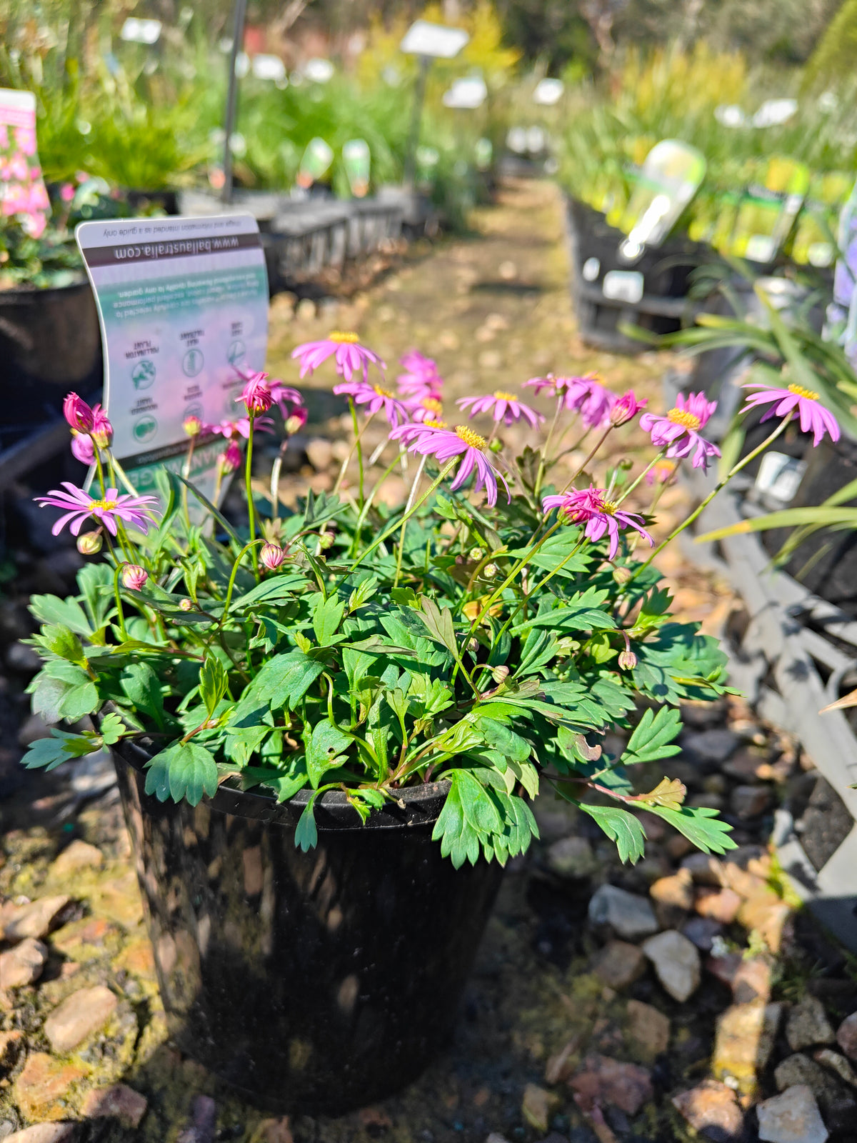 PL0030 Radiant Magenta, Rock Daisy, Cut Leaf Daisy, Brachyscome hybrida 绚丽洋红短舌菊、岩生短舌菊、裂叶短舌菊 Pot Size: 14 cm