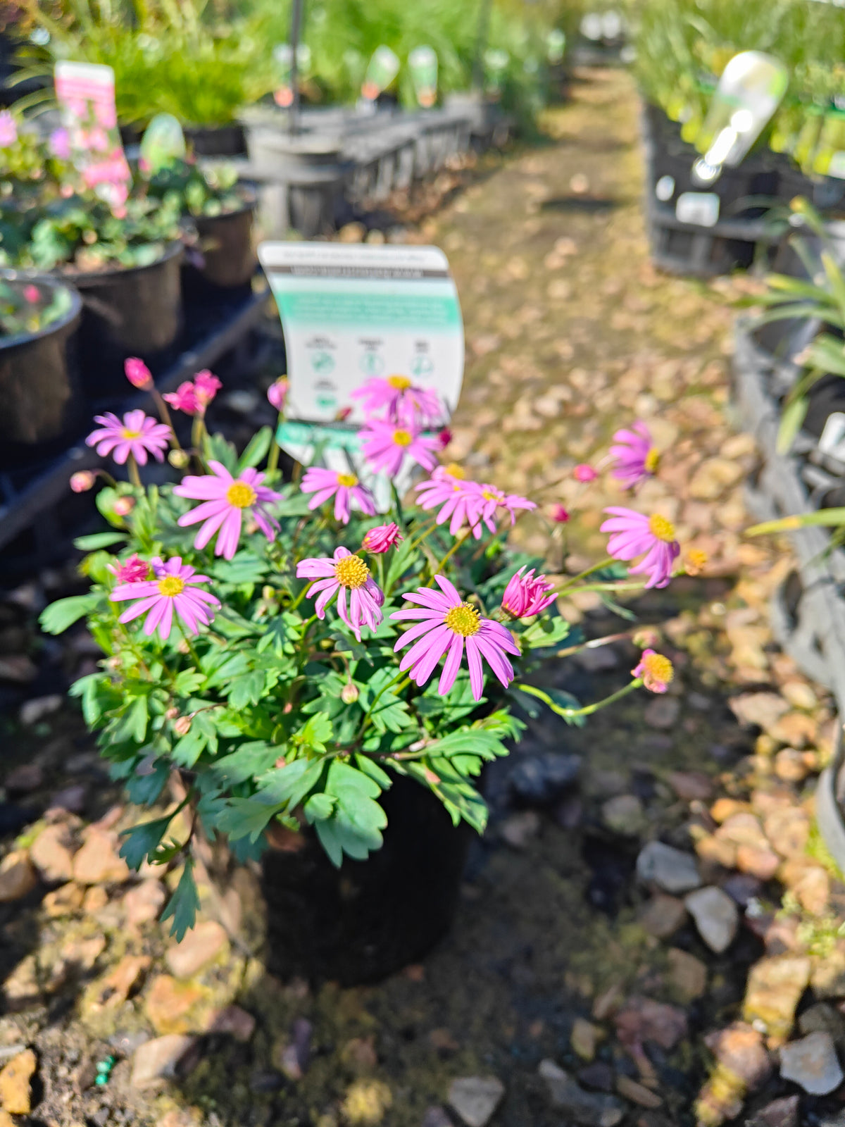 PL0030 Radiant Magenta, Rock Daisy, Cut Leaf Daisy, Brachyscome hybrida 绚丽洋红短舌菊、岩生短舌菊、裂叶短舌菊 Pot Size: 14 cm