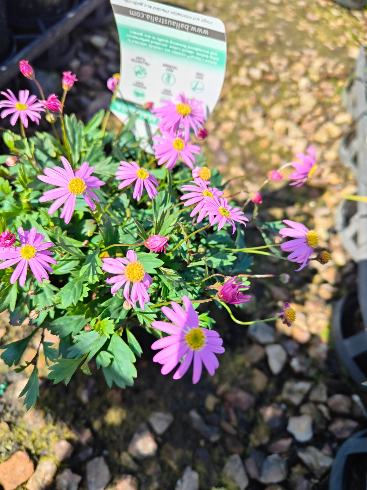 PL0030 Radiant Magenta, Rock Daisy, Cut Leaf Daisy, Brachyscome hybrida 绚丽洋红短舌菊、岩生短舌菊、裂叶短舌菊 Pot Size: 14 cm