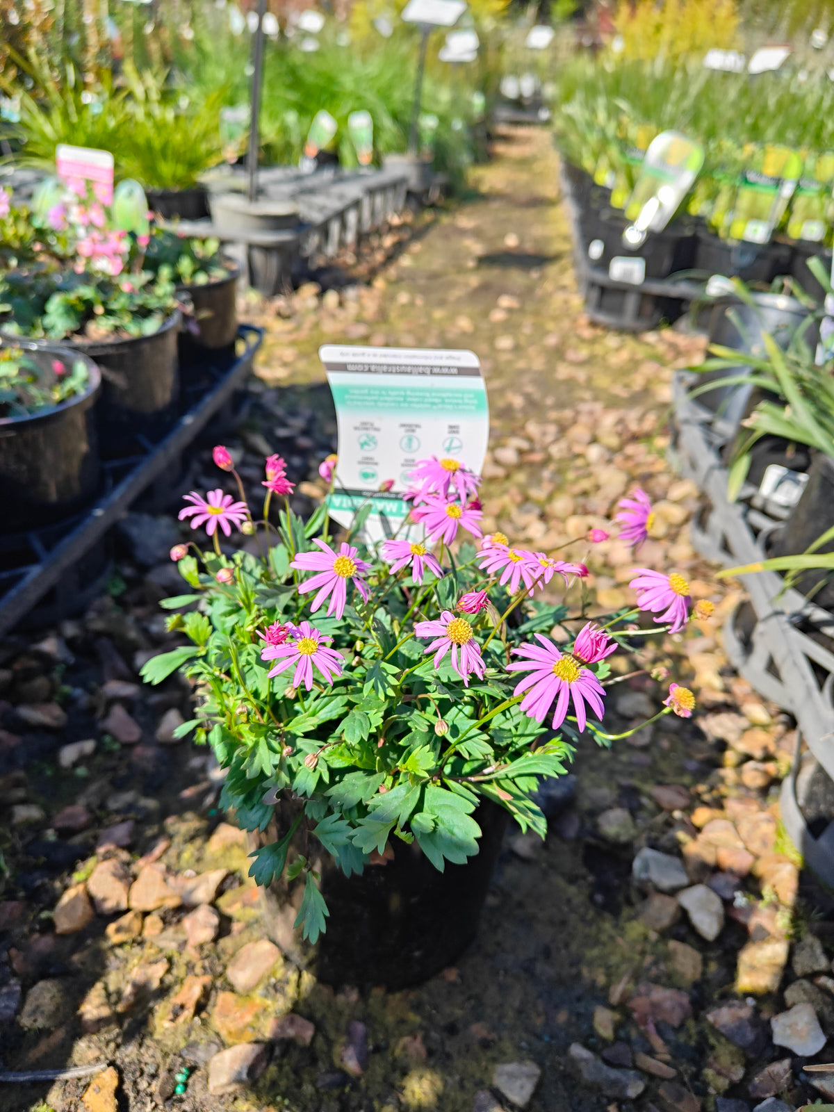 PL0030 Radiant Magenta, Rock Daisy, Cut Leaf Daisy, Brachyscome hybrida 绚丽洋红短舌菊、岩生短舌菊、裂叶短舌菊 Pot Size: 14 cm
